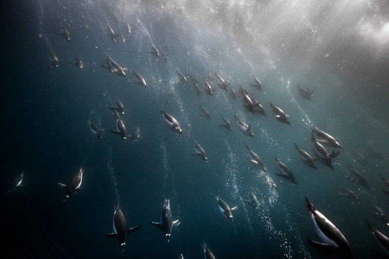 «Птичий» континент: милейшие фото из жизни пингвинов