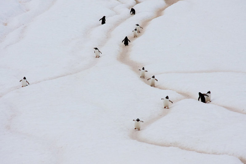 «Птичий» континент: милейшие фото из жизни пингвинов